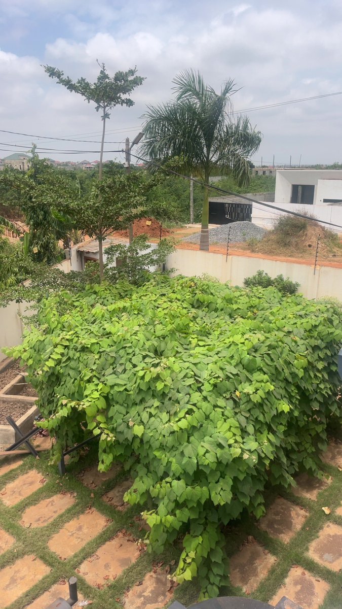 Reio_77's tweet photo. yes, that’s true, you can grow grapes in Accra, ngl, i had my doubts of it ever growing 😭😭 but here we are, I’ve been harvesting grapes for the past two years now https://t.co/ps07hezbB0