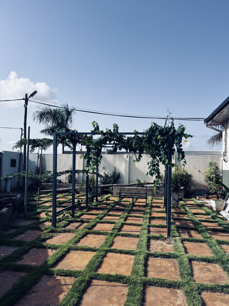 Reio_77's tweet photo. yes, that’s true, you can grow grapes in Accra, ngl, i had my doubts of it ever growing 😭😭 but here we are, I’ve been harvesting grapes for the past two years now https://t.co/ps07hezbB0