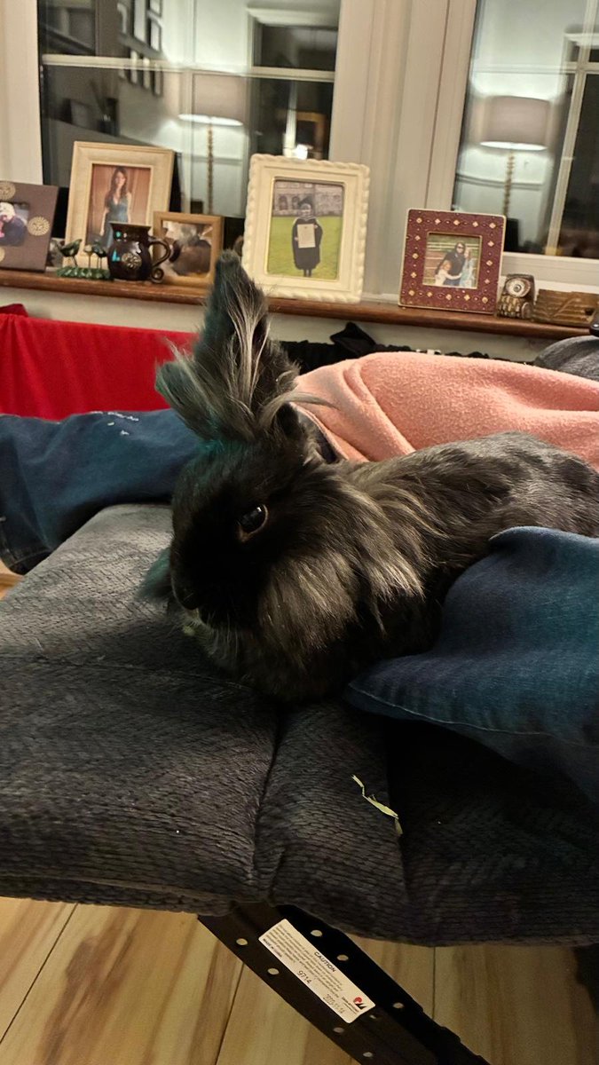 JettBunny's tweet photo. Hoppy Tuesday Everyone
Jetts improvement continues
Back watching telly
@palmerstownvet thank you for the care.
Love you all lots @JettBunny #hoppy #Ireland #Dublin #Bunnies #bunny #rabbit #rabbits #AdoptDontShop #Adoption #rabbits_daily #BunniesOfx #Tuesday #TuesdayX https://t.co/ZIe4v2b2iU