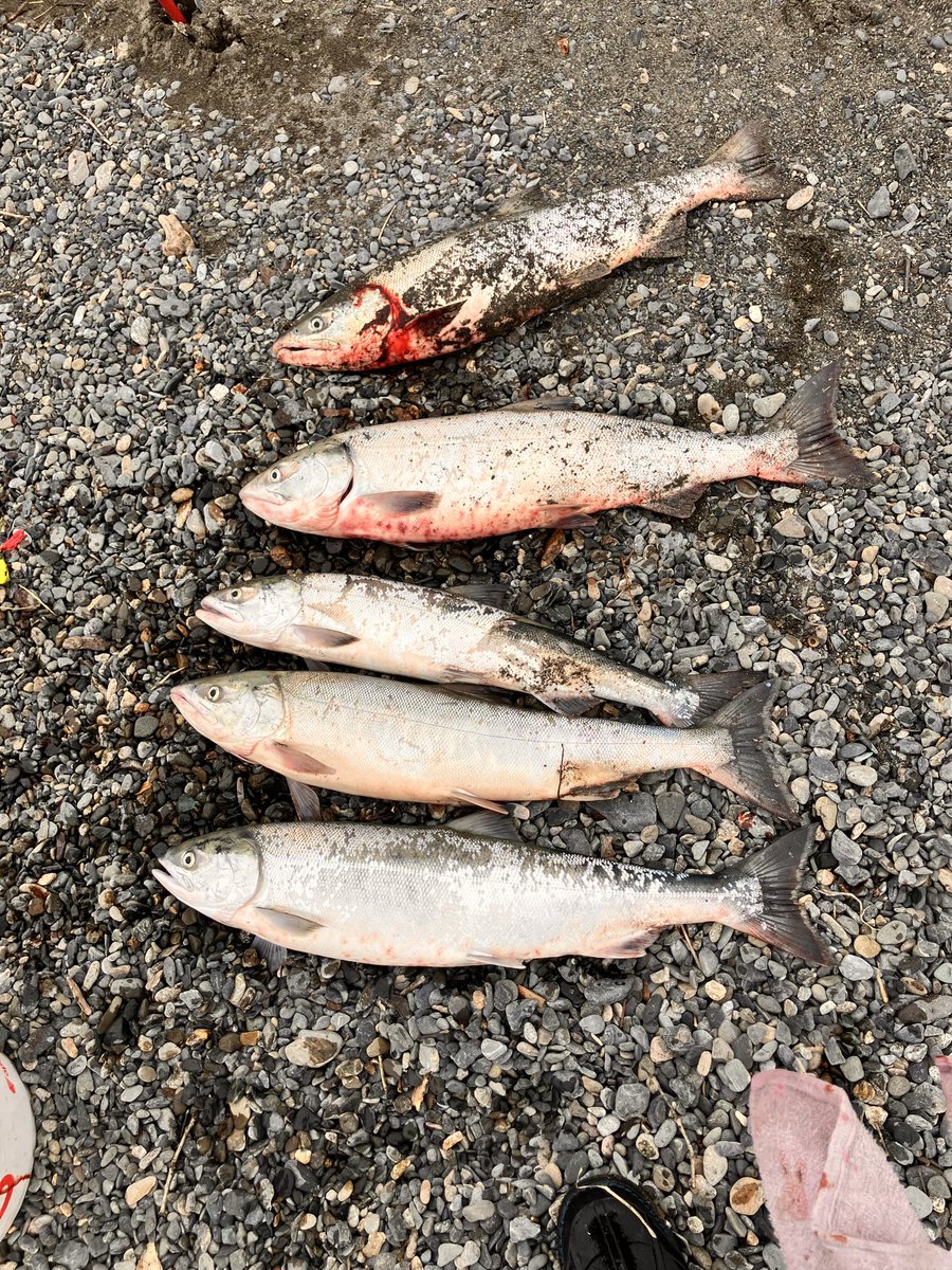 saw52487's tweet photo. 今年は調子良すぎ🎣 https://t.co/3oZstG3Awk