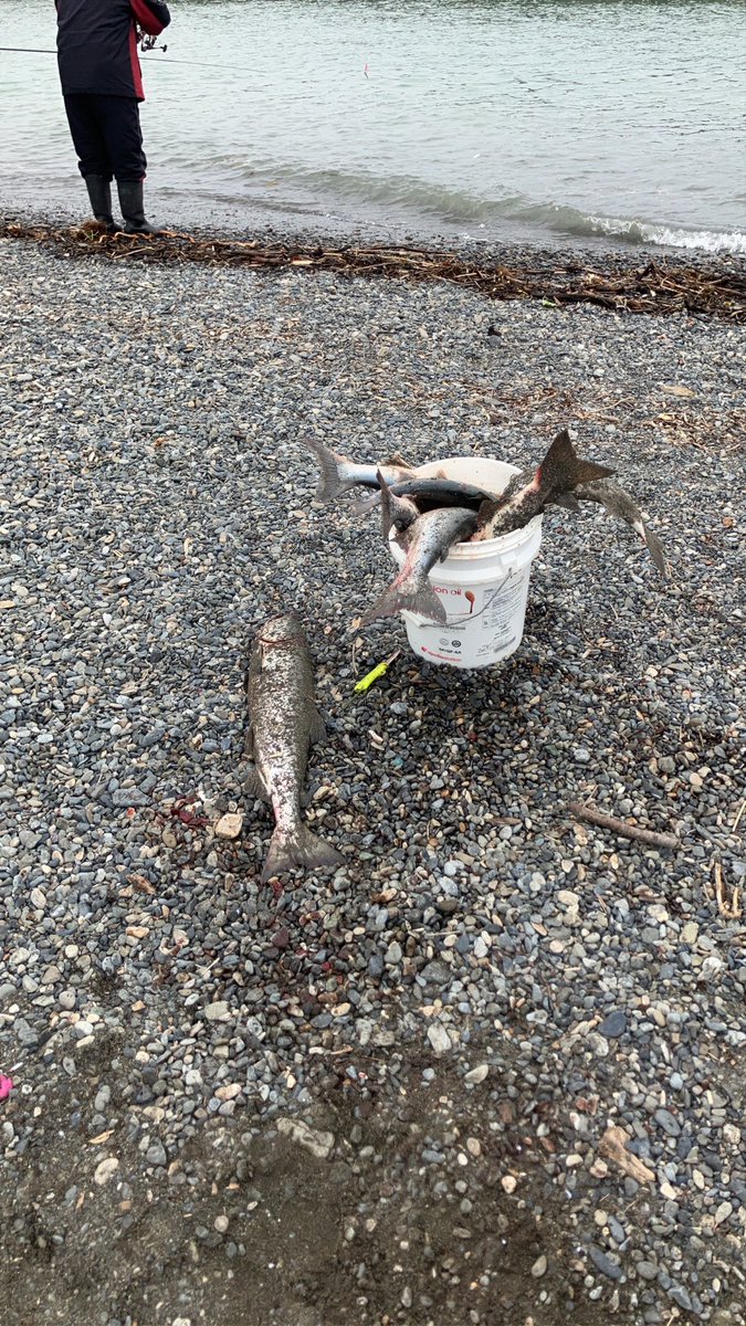 saw52487's tweet photo. 今年は調子良すぎ🎣 https://t.co/3oZstG3Awk
