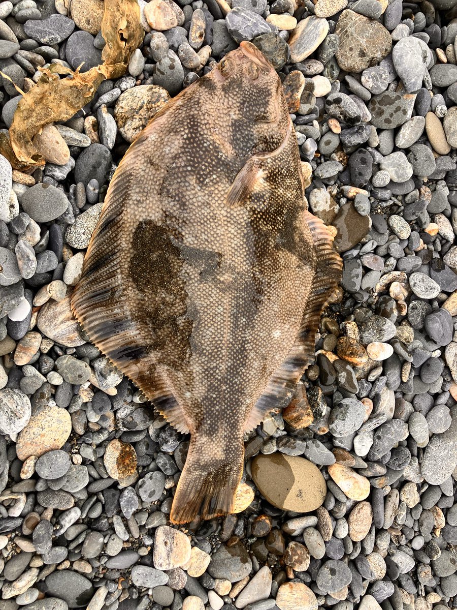 saw52487's tweet photo. 今年は調子良すぎ🎣 https://t.co/3oZstG3Awk