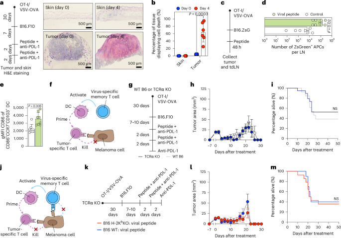 LabWaggoner's tweet photo. Intratumoral T cell activation kills tumors regardless of T cell specificity @NatImmunol @oliviacs_ @umnmstp
@masopust_vezys @cfi_umn @Noah_V_Gavil
https://t.co/t00LvbVd24 https://t.co/X82255KVwv