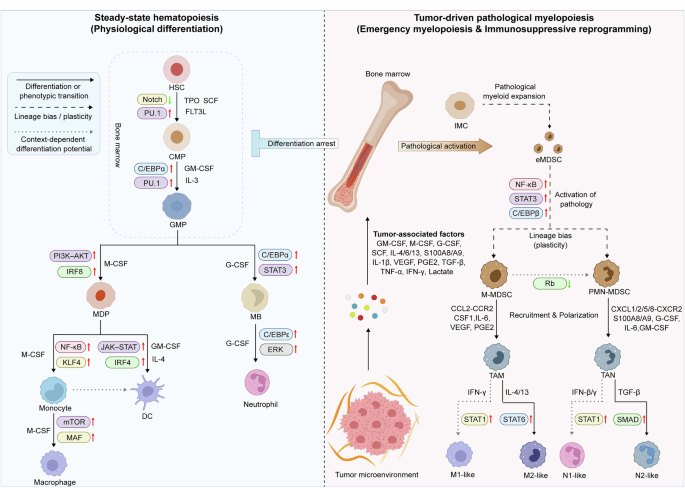 LabWaggoner's tweet photo. Review @sigtrans_sttt 
Myeloid-derived suppressor cells in cancer: biology, regulatory networks and theranostic prospects
https://t.co/WvQR8ZMitU https://t.co/rRs6wRMghm