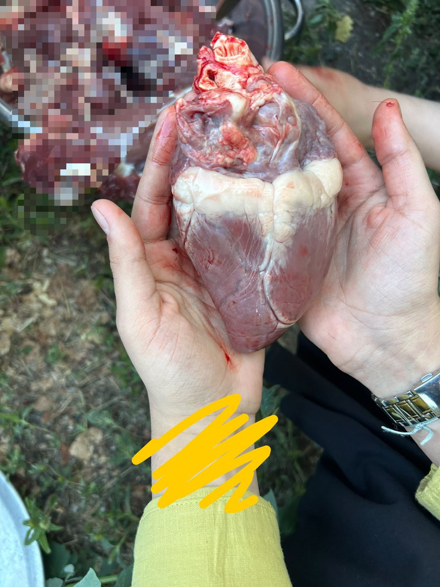 Mervessafa's tweet photo. Kuzenlerim Kanada'dan geldi diye kurban kesildi 🥹(bu işlem yapılırken biraz içim gitti ama bu görüntü çok güzel) https://t.co/dkW1R6iUZP