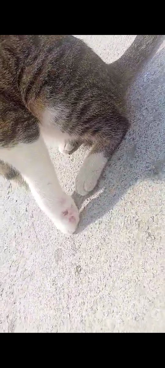 masum_gozler's tweet photo. bu kedi için destek bulabilir miyiz bu kediyi 1 aydır yakalayamadım ayağı daha da şişmiş ben yakalamaya çalışıyorum ama biri tedavisini üstlenebilir mi paylasim yapabilir miyiz 🥹

Kartal 
+90552 094 52 80 https://t.co/s6jcD4KA2g