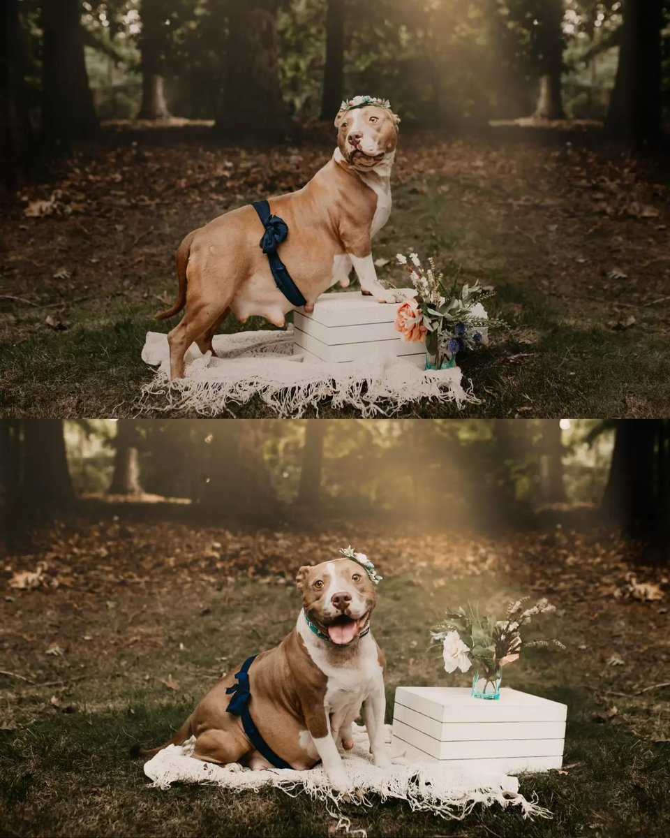 Complex's tweet photo. A rescue dog got her own maternity photoshoot before giving birth to eight puppies.

[📸: @enchantedhillsphotography , @pitsandgigglesrescue ] https://t.co/0tlA6ueYQH