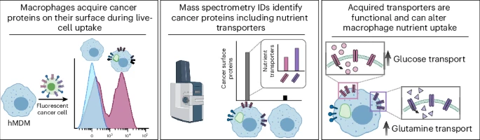 LabWaggoner's tweet photo. Macrophages are what they eat
Macrophages transfer functional proteins to their surface during live-cell uptake
https://t.co/kMdlX5foU9 @nchembio @UCSF @ReganVolk https://t.co/D7wYAudRsN https://t.co/DS7bYbbFrO
