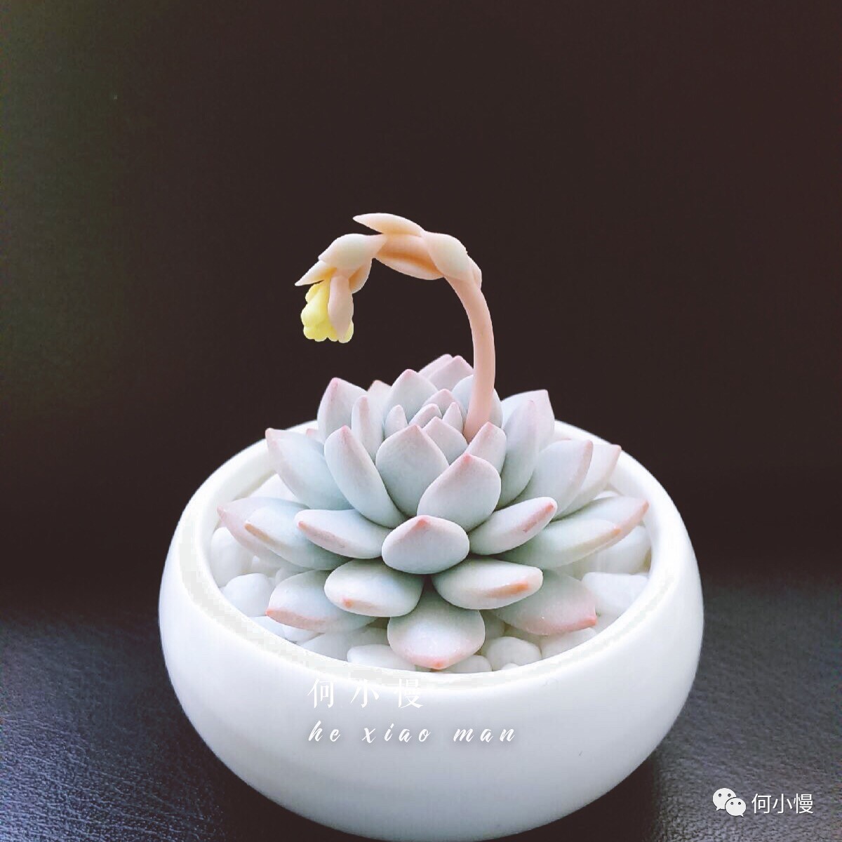 Muhamma95198522's tweet photo. Got 10 mins spare Make cute paper succulents from old scrap paper—no glue extra needed, just fold u0026 shape! Perfect tiny decor for your desk https://t.co/r2tuC2Ojlx
