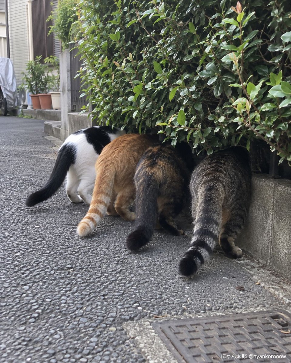 nyankorooow's tweet photo. 誰だよ、充電ケーブル4本も落としたやつ。 https://t.co/HePHlMpFuZ