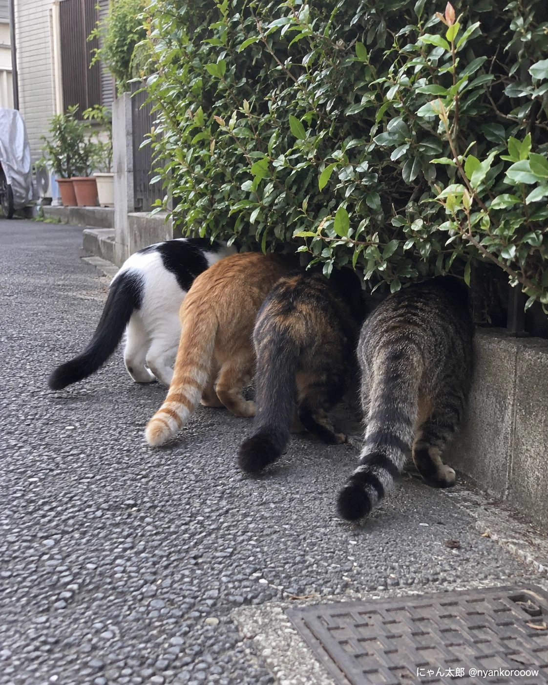 にゃん太郎｜猫画像｜Funny Cats on X: 