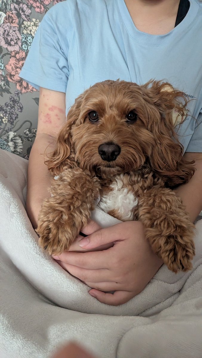 Waffle_Cockapoo's tweet photo. 仲良くしていた大型犬が亡くなったと犬仲間さんから聞いて、それ以来「犬早く死にすぎだろ。30年生きろよ」ってワッフルに言い続けている。
ん？って顔する（2枚目写真）
#犬との生活 
#コッカプー https://t.co/Vdxz0bxaXn
