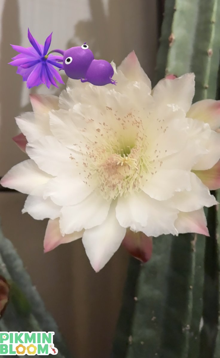 r1432946's tweet photo. おはようございます☔️

今朝も柱サボテンの花が咲きました🌸 https://t.co/342dlFE2zc