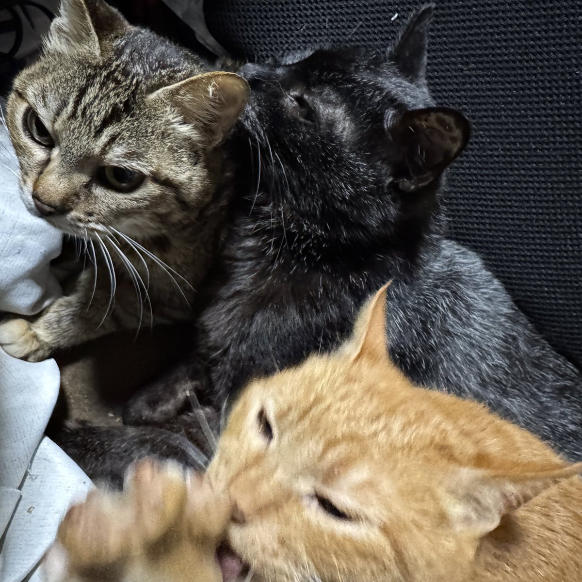 3mackiejp's tweet photo. @frog_inonaka す、すみません。思想強めで…
ねこ至上主義です🐈‍⬛🐈

猫の前に猫はなく猫の前に猫が現れるとやんのかステップで抗争開始。全ての道は猫に通じる。「���に小判」はもう古い結局段ボール。能ある猫は爪を隠し家具で研ぐ。思想つよつよですが優しくして下さい。 https://t.co/gTtg4eqzge