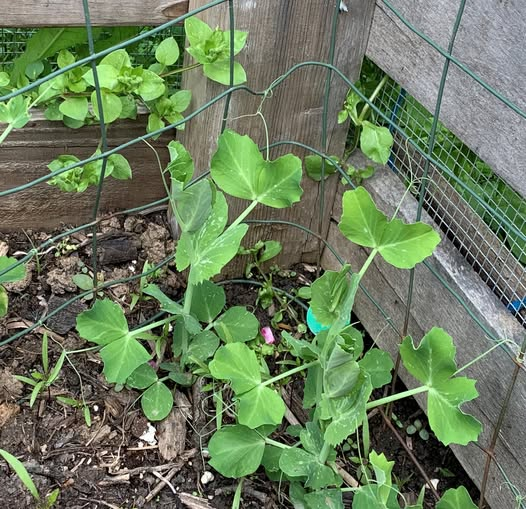 WDCGardener's tweet photo. Garden Tip of the Day: Plant a crop of fall season peas twice as deep as you would in spring to keep the seeds cool and moist. Side benefit: Pea plant roots "fix" nitrogen in the soil for the next planting season.
#gardendc #gardening #gardenhack #gardentips #gardeningtipsforbeginners #gardeningtips #gardens