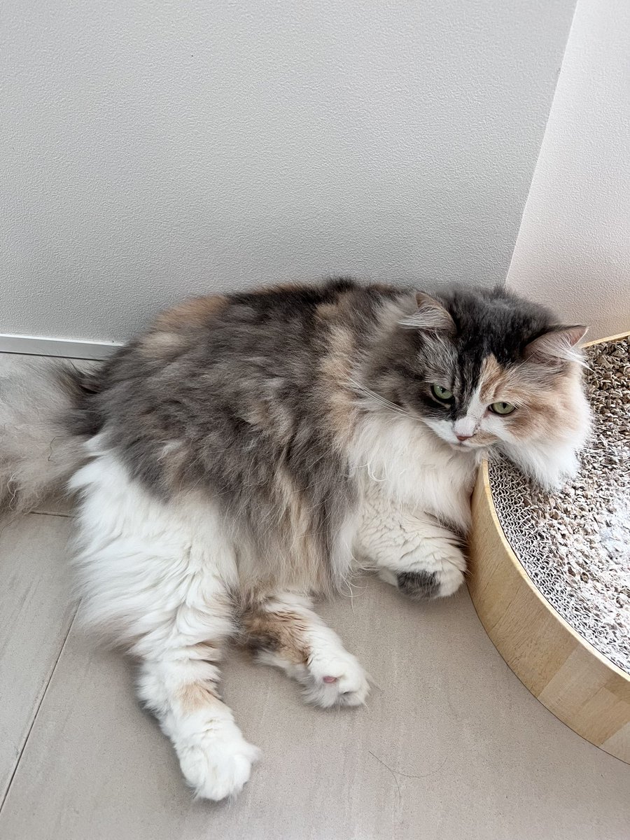 nagitointerior's tweet photo. 枕(高め)🐈 https://t.co/Gt7uA11X8H