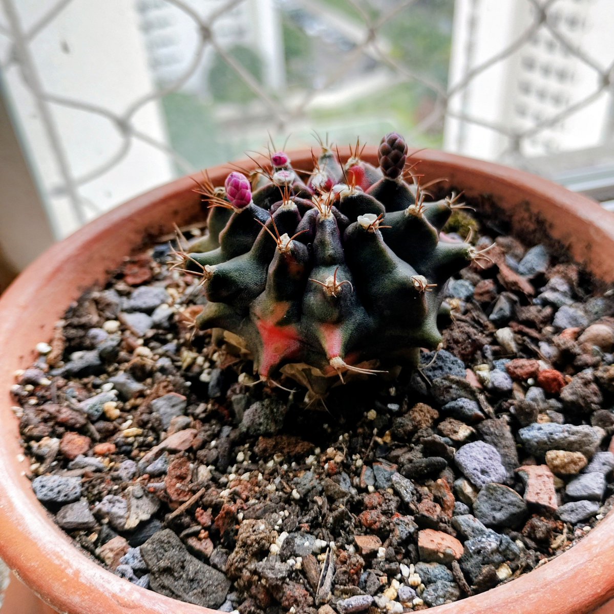 CesInfa's tweet photo. Esse é o meu Gymnocalycium T-Rex.

Ainda está formando botõezinhos rosados e eu já estou ansioso para ver as flores.

E aí, quem mais tem um “monstrinho” desses na coleção? https://t.co/27FCMtHu0t