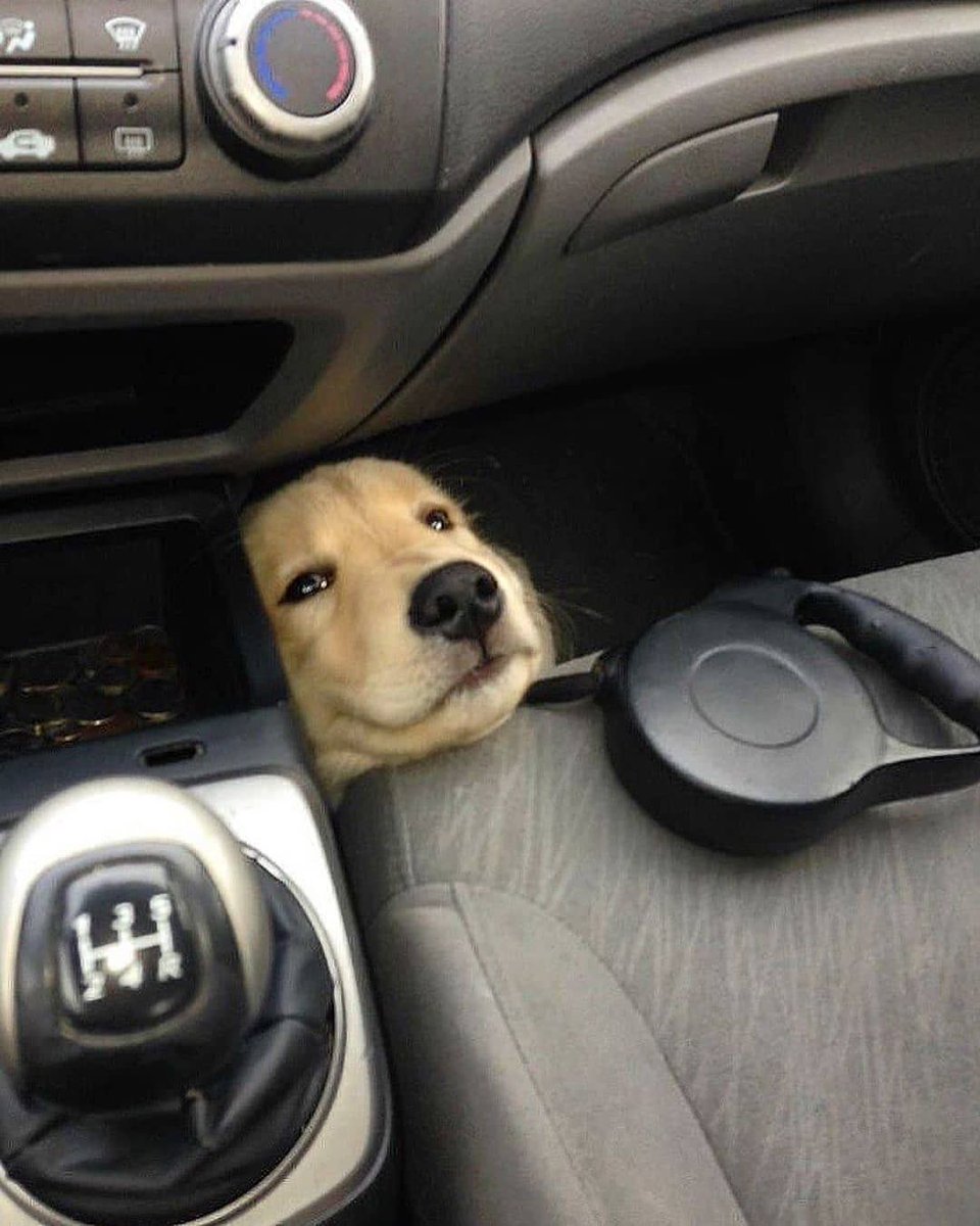 everythingdogss's tweet photo. https://t.co/iki6bo0AQh