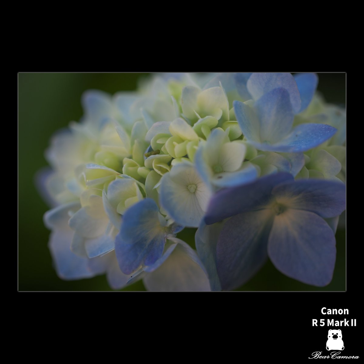 Nya1597994's tweet photo. 花々散歩　アジサイ
Flowers Walk
私の心を動かしたこと、もの
Things that moved my heart
#canon #eosr5 #flowers https://t.co/rX83YHu3u2