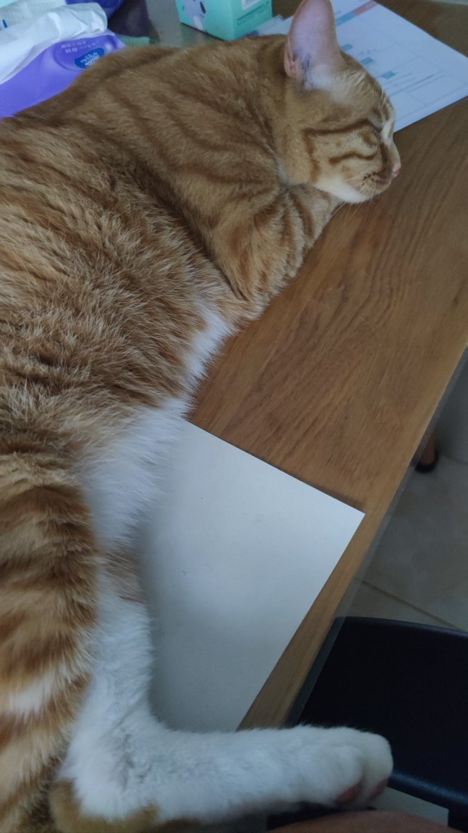 NOt_CoolBitxh's tweet photo. Just finished the last work thing for today, now my brain’s on coffee and cat videos mode. Happy midday, everyone! https://t.co/0erpougwy6