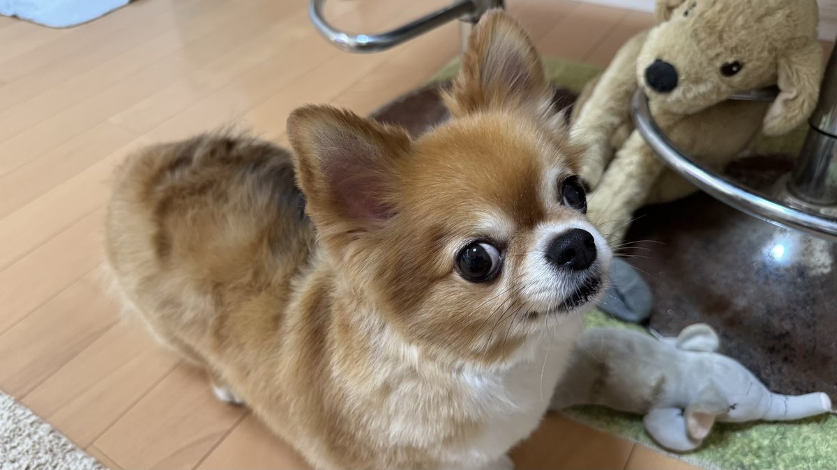 oooohanamaru's tweet photo. おはよー🐶だワン！

#チワワ党 #しじみ目犬 https://t.co/vc7qJbjM3q