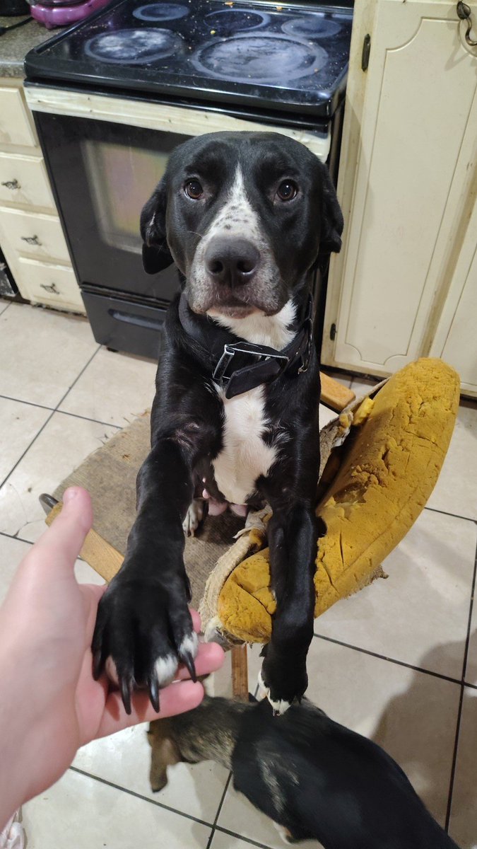 Marcus58428261's tweet photo. @_Chloe_Vtuber My dog https://t.co/9hN8b2nmYM