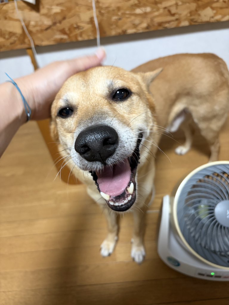 hanoyumi's tweet photo. おはよー

名古屋 三重
友だち大丈夫かな https://t.co/RuGvADgq2n