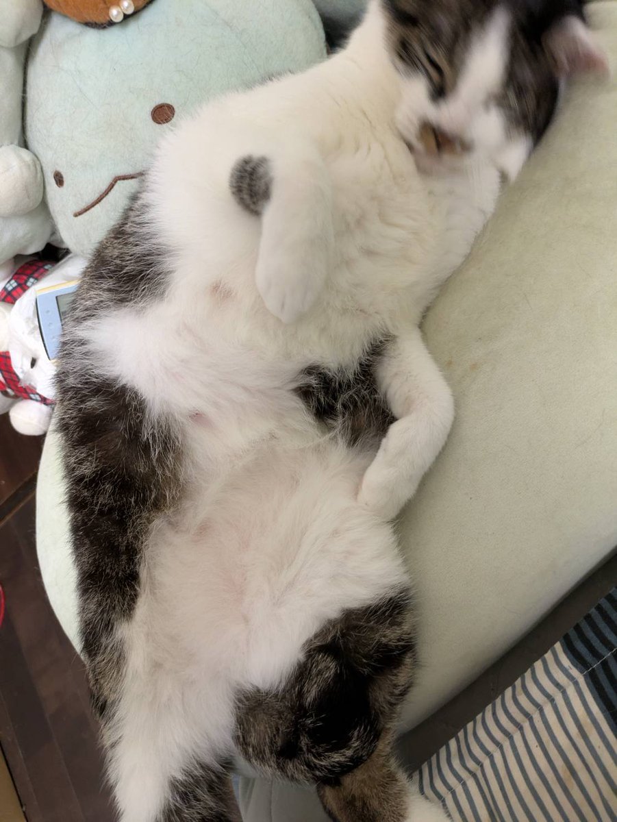 pechipechikooo's tweet photo. (　；∀；)

低浮上過ぎててごめん🙇‍♀️

浮上できるように頑張りぞー❣️ 

愛玩動物飼養管理士の試験終わったら！💬📣💞💞
 #ぺち子 https://t.co/SHAhxkAOjG