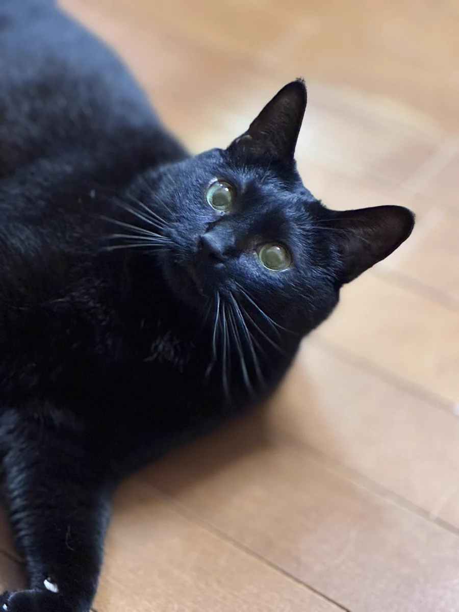 黒猫おはぎ(=^x^=)♪ 黒猫とOL on X: 