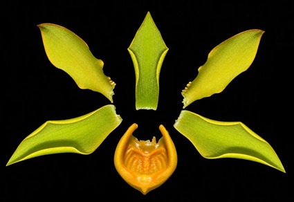 Phytotaxa's tweet photo. Taxonomic notes, geographic expansion and conservation of Catasetum hopkinsonianum (#Catasetinae, #Orchidaceae)
#taxonomy
https://t.co/xvOr2967GZ https://t.co/LeTG4qrAsB