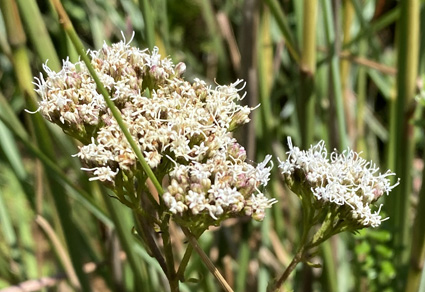Phytotaxa's tweet photo. Grazielia alpestris (#Asteraceae, #Eupatorieae), a new combination for a species from South and Southeastern highlands of #Brazil
#taxonomy
https://t.co/f63TnWMw0P https://t.co/m2s2bDlovp