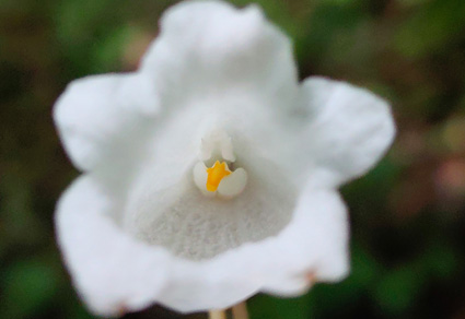 Phytotaxa's tweet photo. Gastrodia keyiensis (#Orchidaceae: #Gastrodieae), a new holomycotrophic species from Arunachal Pradesh, Eastern Himalaya, #India
#taxonomy
https://t.co/KqoS4dlWdQ https://t.co/eoeA1WGMxR