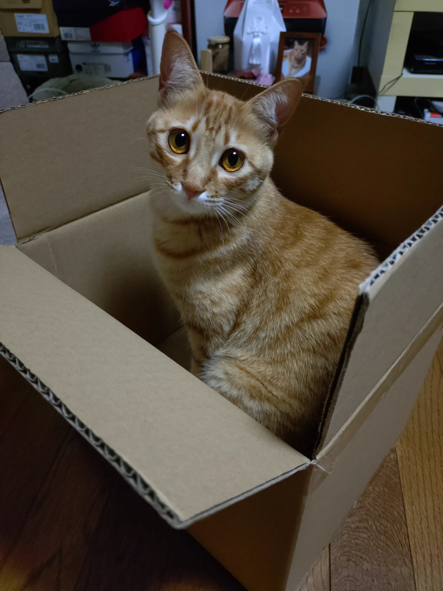 茶トラ猫のななちゃんX on X: 