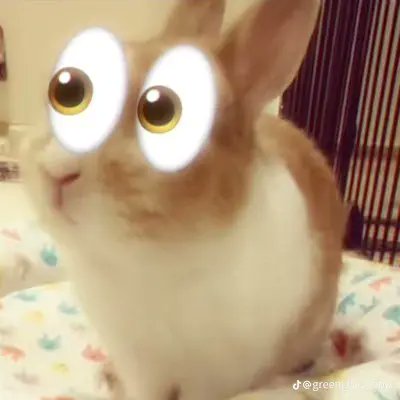 bear_idiot's tweet photo. @Fox_C333 like me https://t.co/KpQ0ToZkdq