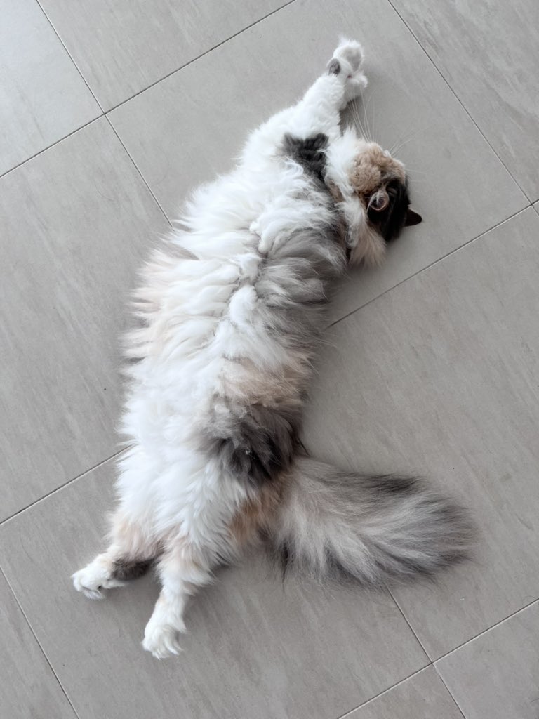 nagitointerior's tweet photo. のびー🐈 https://t.co/3yM1VaRMMx