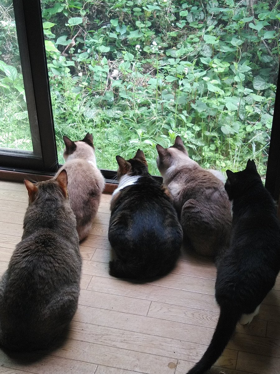 ibpDLSJsYkK2GaD's tweet photo. #猫🐈️#ねこ🐱
外は雨だね🌧️ https://t.co/9yDNJmuO6Q