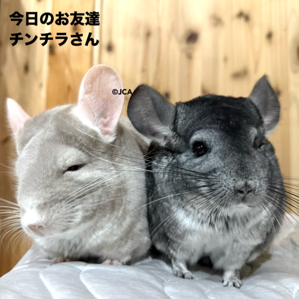 JapanChinchilla's tweet photo. チラビアくんだよ🐭✨

みんなの部屋んぽの時間はどれくらいかな？

本来チンチラは夜行性や薄明薄暮性（夕暮れ、夜明け）と言われていて、夕方から朝方にかけて活動するよ💡

その時間中ずっと動いてるわけではなくて、自分の暮らすエリアによって天敵が近くにいる時間を避けながら活動するんだ。
1/5 https://t.co/aUGzwu5yS4