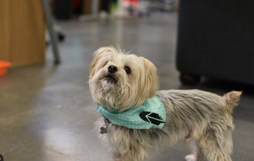 DixieNewberg's tweet photo. RIP, sweet Brodie. Run free, my little angel. You will always be a part of our story, and you will never, ever be forgotten. https://t.co/s6J4scW5t6