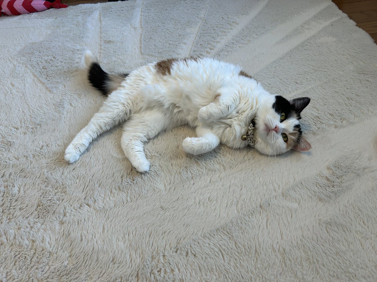 mofmof_bibi's tweet photo. おはよ〜！

#猫 #ねこかわいいね https://t.co/z7jioEztMP