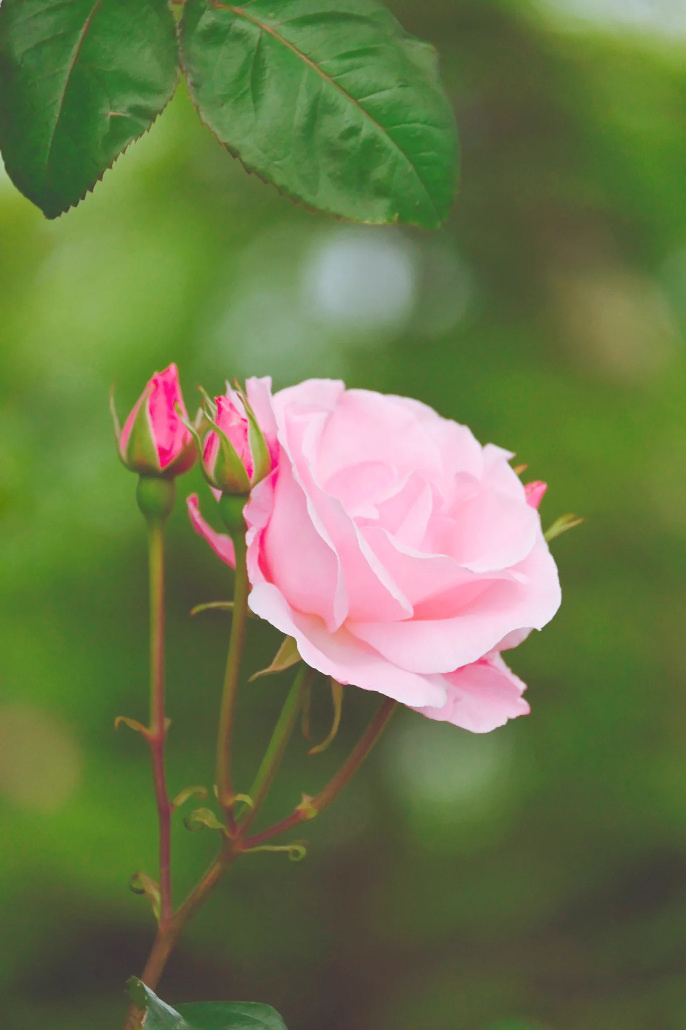 凪花.•.✿ (@nagiseasunsun) / X