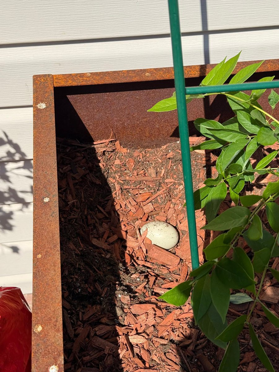 ChristinDehl's tweet photo. suppose we just wait for something to hatch, expecting a shift in the status quo. as if that changes the inevitable outcome. 🥚 https://t.co/mbTRbD18nK
