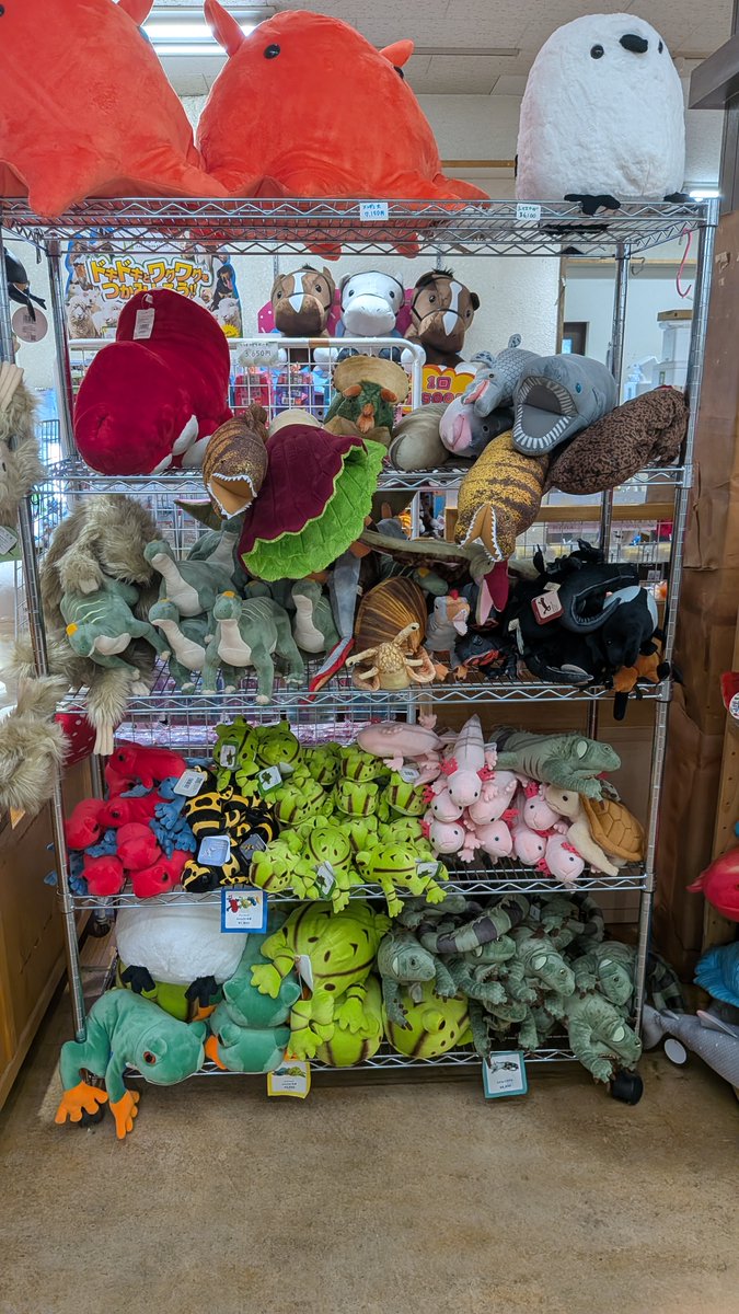 greenbokujoshop's tweet photo. 伊香保グリーン牧場は過去に牛を飼育していましたが、現在は飼育していないため、売店では牛のグッズを取り扱うのをやめました。
そのかわり羊をどんどん増やしていった結果、一年中羊だらけの売場になったと思いきや、、それだけではなかった
＃伊香保グリーン牧場 https://t.co/z2pQ06lmKp