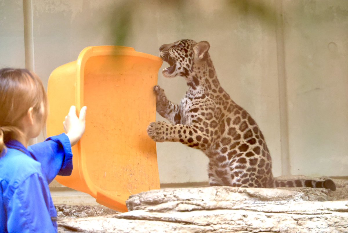 vanity_temple's tweet photo. とべ動物園のジャガーあかちゃんズ
本日も元気に帰宅拒否😹 https://t.co/uR2nzAGpP5