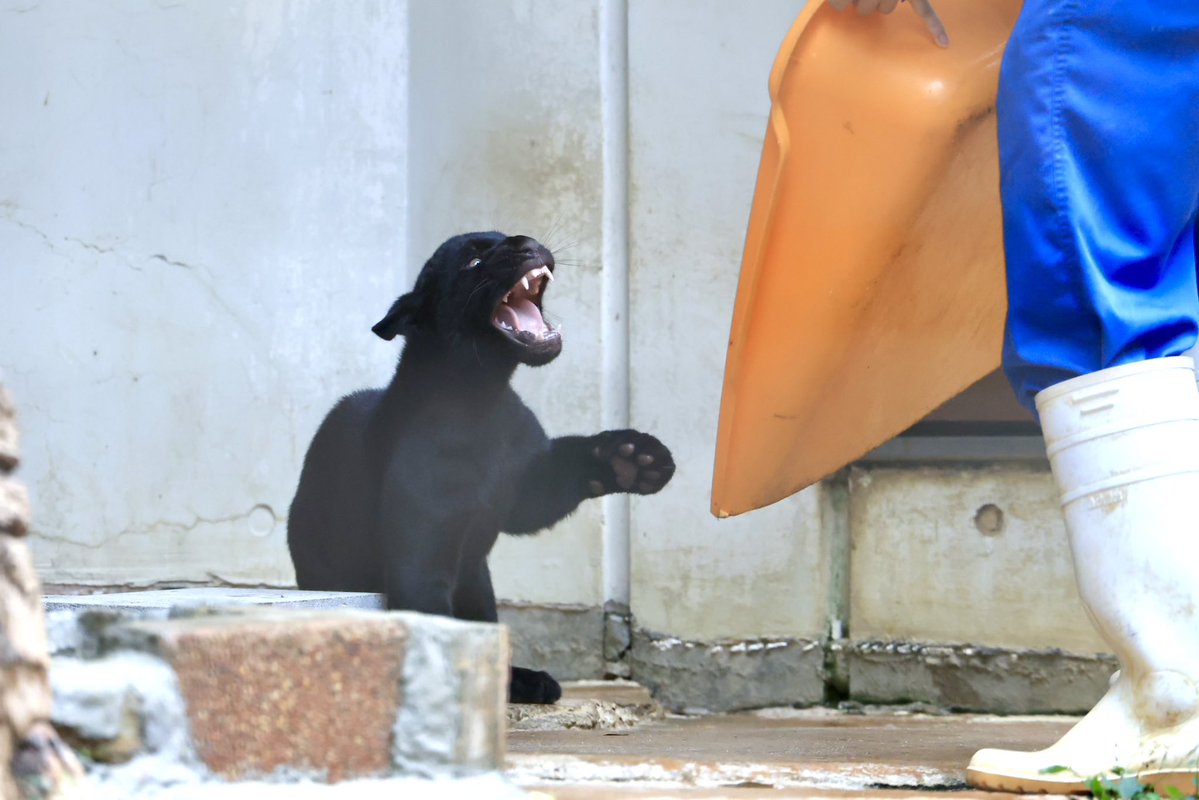 vanity_temple's tweet photo. とべ動物園のジャガーあかちゃんズ
本日も元気に帰宅拒否😹 https://t.co/uR2nzAGpP5