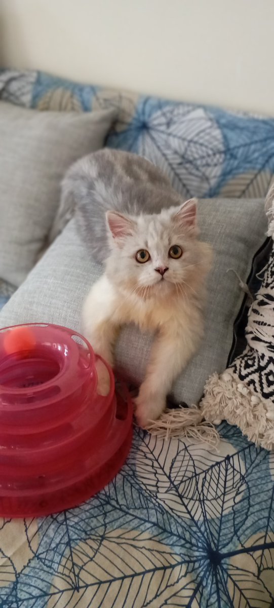MundoliSeema's tweet photo. Mickey the Mouse has come a long way.
I am looking for adopters but since he is a very special case have additional conditions. Open to Bangalore and Chennai. Adoption checks will be a long process so please DM 9449818468 only if you are willing to go through them. https://t.co/mOoHSw1HH4