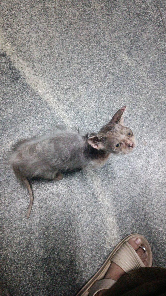MundoliSeema's tweet photo. Mickey the Mouse has come a long way.
I am looking for adopters but since he is a very special case have additional conditions. Open to Bangalore and Chennai. Adoption checks will be a long process so please DM 9449818468 only if you are willing to go through them. https://t.co/mOoHSw1HH4
