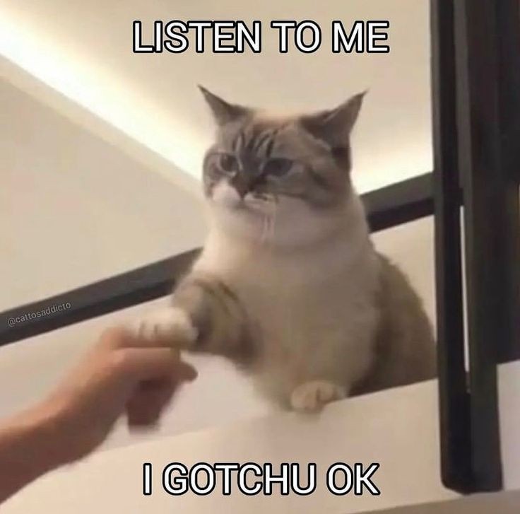 MsKaterpillar's tweet photo. +1 day #BabeCats hope #pavelphoom happy and healthy ~ 🌱🌷

We have Daddy Cat be like: <(￣︶￣)> https://t.co/dpf5jOTTqG