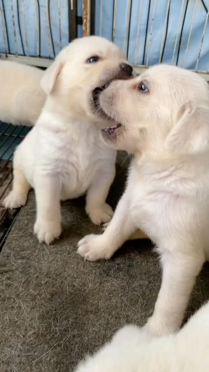 CemreSenj9ws's tweet photo. Watch my little puppy grow from a squishy ball of fur to this playful little buddy  Every wag is a new adventure!， https://t.co/V9Iiz4t977