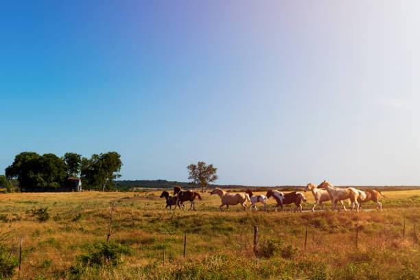 Victoria3w75ni's tweet photo. This is the true spirit of Texas!
Sunlight streams across the vast wilderness, and herds of horses gallop freely beneath the blue sky
No restraints only the sound of the wind and a longing for the horizon
#TexasWild #FreeSpirit #TexasWilderness #HerdsOfHorses https://t.co/Y8SqGDLBCw