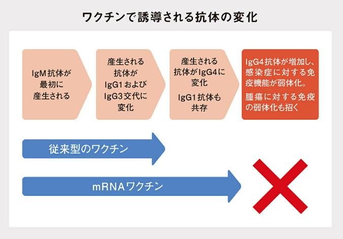 stop_mRNA_com's tweet photo. ▶行く先は、がんの激増
免疫抑制を起こすＩｇＧ４抗体誘導によるがん発症の多発
「ＩｇＧ４抗体が誘導されて量が増えてくると、さらなる問題が生じます。ＩｇＧ４抗体は、ほかの感染症に対する免疫も抑制しますし、さらにはがん細胞を排除する働きも邪魔してしまいます。

このように体にとって都合の悪い性質をＩｇＧ４抗体は持っているため、従来のワクチン開発においては「ＩｇＧ４抗体を誘導することがわかった段階で失敗と認定され、開発は中止」されるのが常でした」

発売から１周年「mRNAワクチンの罪と罰 p.49～」
https://t.co/DH4uWCrLFA